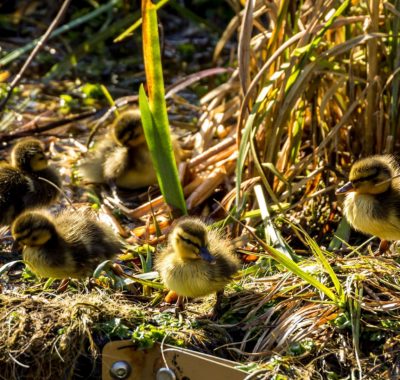 Ducklings on floating islands - C Biomatrix Water